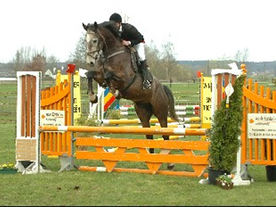 Cirano op jumping Cavalier te Geel